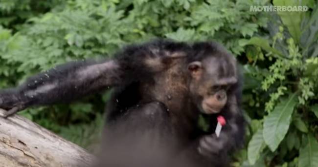 Larsen quickly discovered the chimp had a sweet tooth.