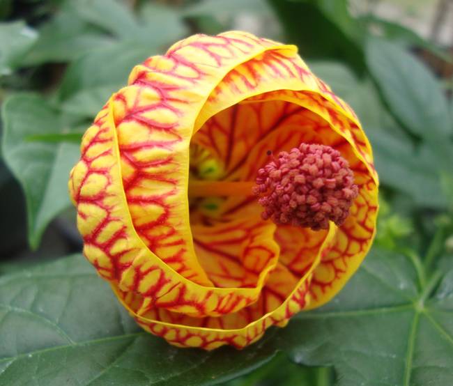 Chinese Lantern (Abutilon × hybridum)