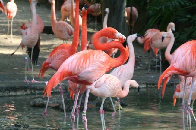 6.) When flamingoes are hanging out together they're called a "flamboyance".