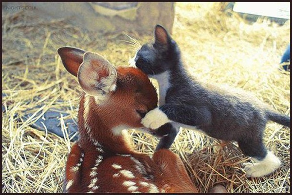 Bambi has a friend.