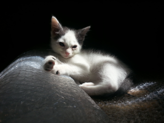 Eight weeks in, on a throne of bubble wrap.