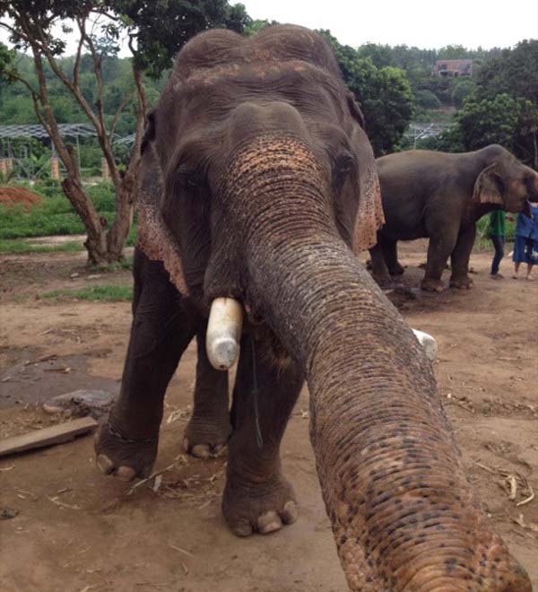 7.) You'll never forget this elephant selfie.