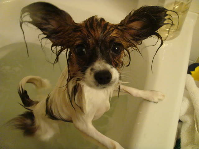 "Does this bath make my ears look big?"