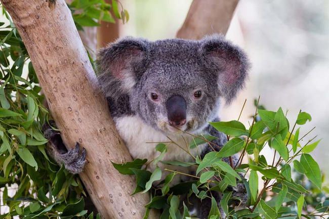 10.) Once a baby koala (also called a joey) is too big for its mother's pouch, she'll carry it on her back.