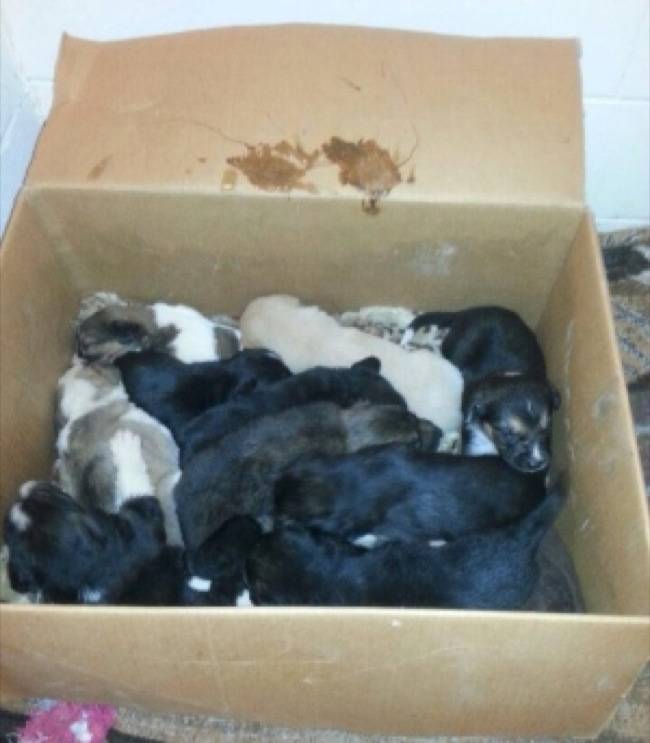 The puppies were between 3 and 6 weeks old.