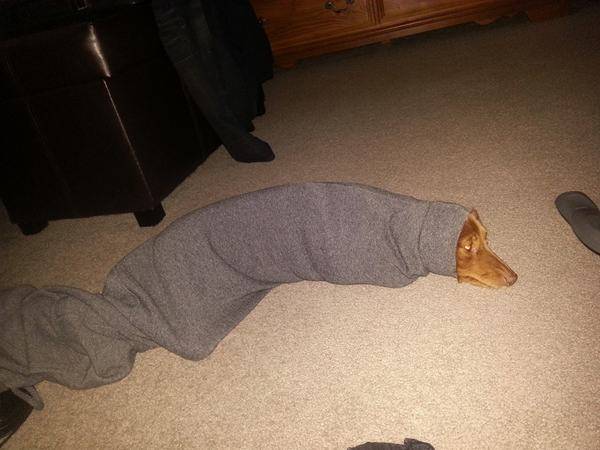 Sweatpant legs also make for a pretty great puppy burrito.