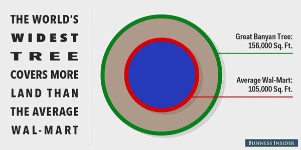 12.) There is a tree bigger than a Walmart: The 250 year-old banyan tree spans 3.5 acres.