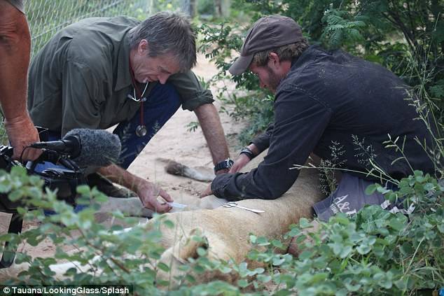 Gruener watches on protectively as a veterinarian administers care to Sirga.