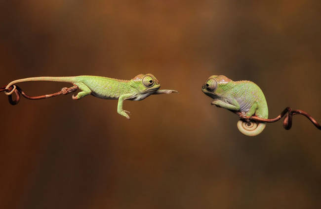 These baby chameleon buddies love hanging out.