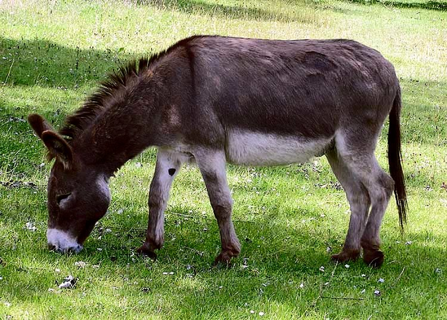 9.) Marijuana Packed into the Shape of a Donkey