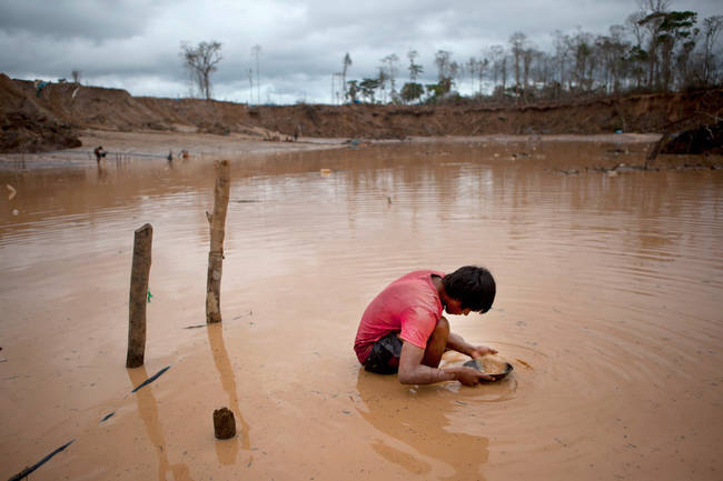 Since this stared, more than 230 square miles of rainforest was destroyed in the southeastern region of Madre de Dios.