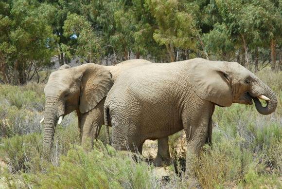 Your mom probably had to tell you to wait for everyone to be seated to dig into dinner, but elephants wait for each other instinctively.