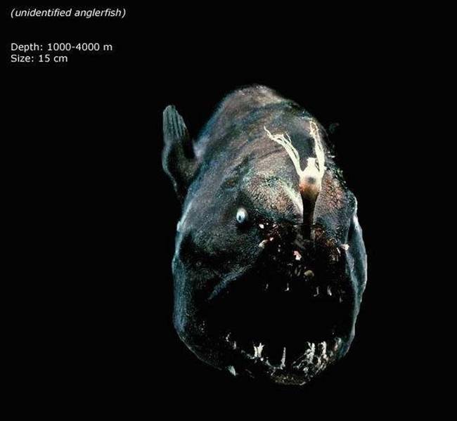 Another type of Anglerfish.