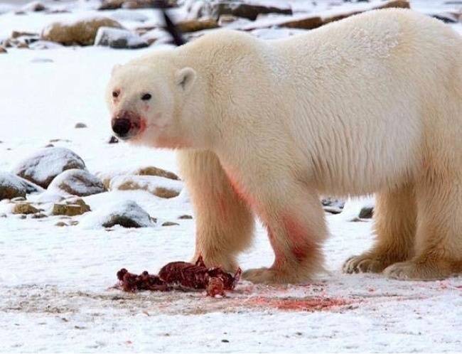 Adult polar bears usually eat the skin and blubber of a seal. They leave the meat for cubs and scavengers.