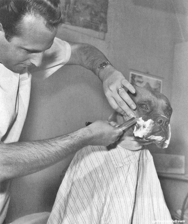 31.) Fritz, a television celebrity bulldog, is shaved by a Californian barber (1961).