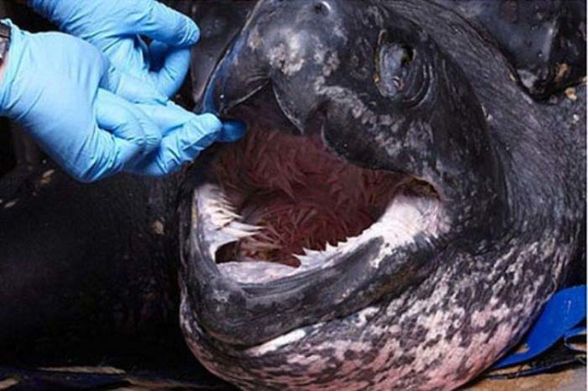 Inside they have hundreds of sharp, jagged, stalactites. The stalactites line the inside of the turtle's mouth all the way down to its stomach.