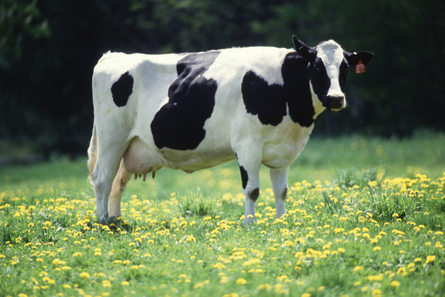 20. Cow Fell Through Roof - Joao Maria de Souza was sleeping when a cow fell through his roof and landed on him.