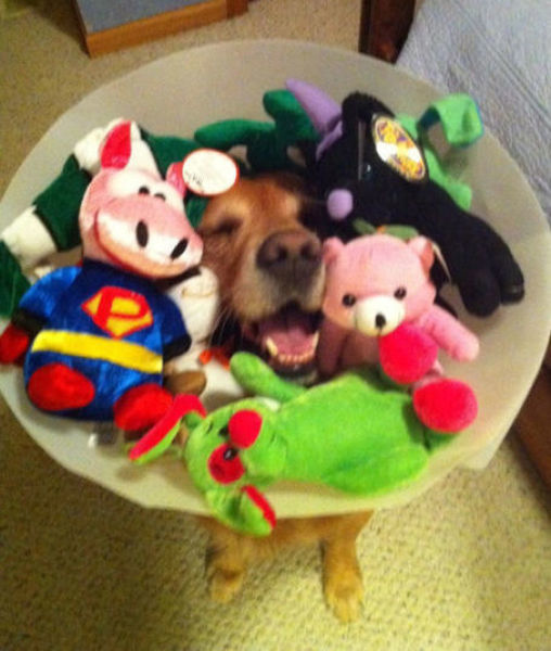 7.) Dogs love stuffed animals as much as we do.