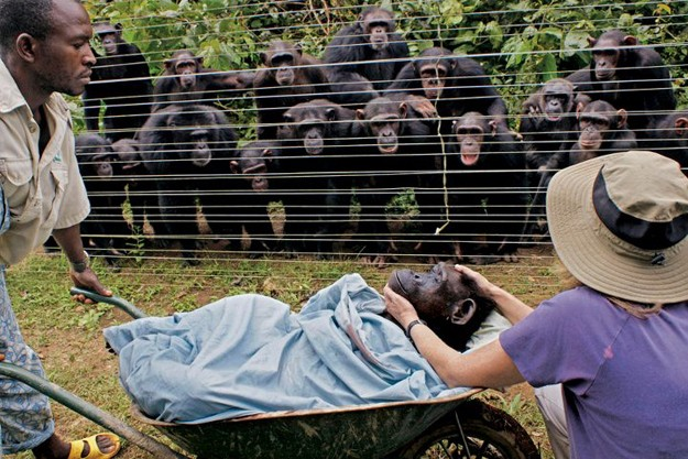 11.) Cindy was a beloved chimp amongst those at her rescue in Cameroon. When she died of heart failure, her fellow chimps consoled each other by hugging. They watched grievously as their friend was taken away.