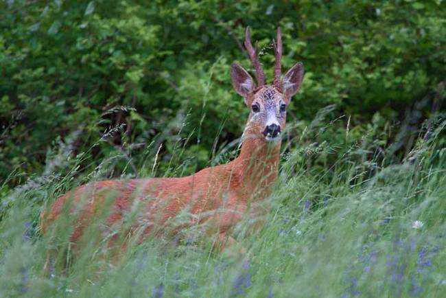 According to the hunter, it just looked like the deer had one antler from a distance, rather than a unicorn-esque horn.