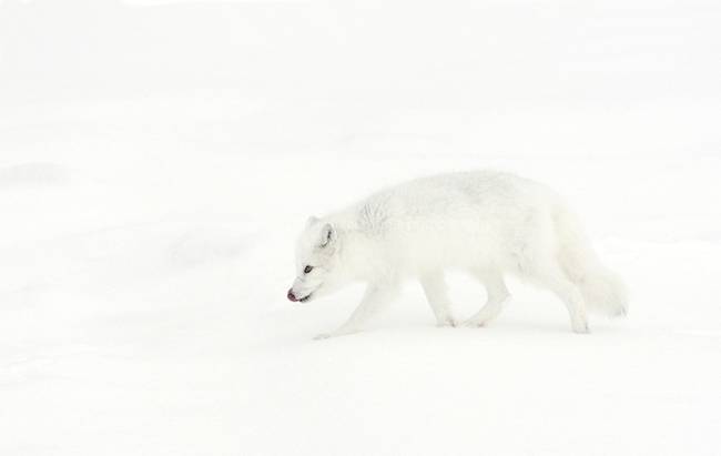 The Arctic Fox