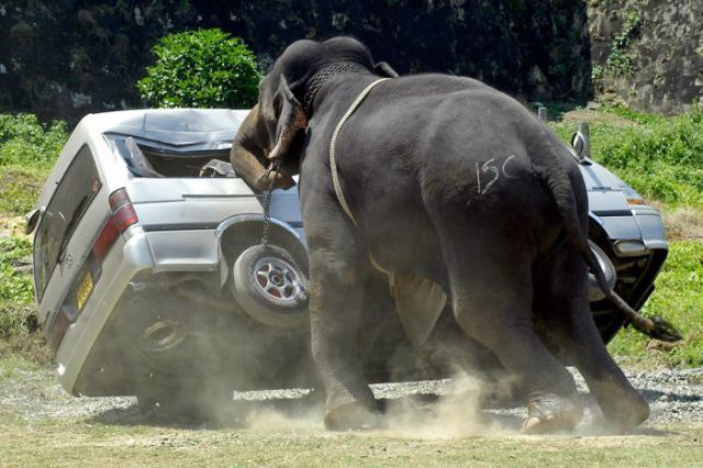 1.) The only thing dumber than asking an elephant for directions is forgetting to say thanks.