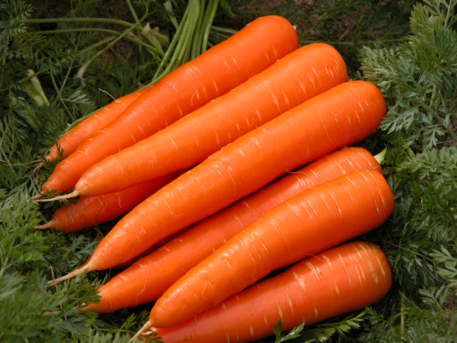 11.) Carrots Are Good For Your Eyes