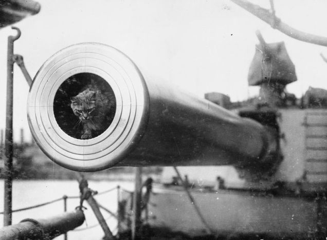 3.) The mascot of the <em>HMS Dreadnought</em>, Togo.