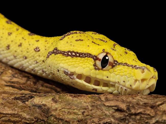 Green Tree Python Juvenile