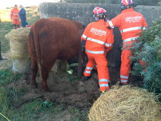 They were able to set her free using special equipment.