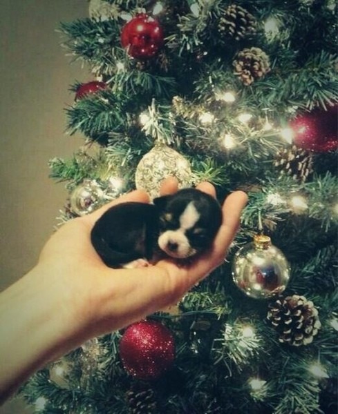 Puppy, or a tiny black tennis ball?