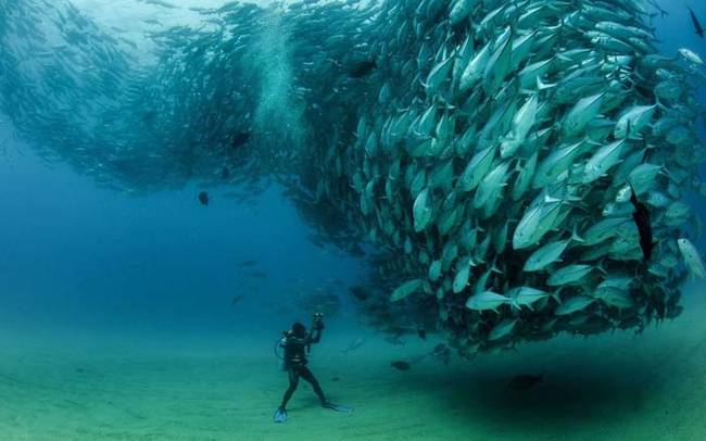 12.) Giant school of fish.