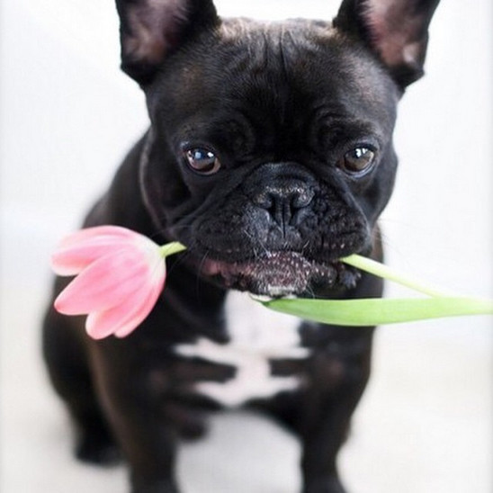 He remembered your favorite flowers are pink tulips.