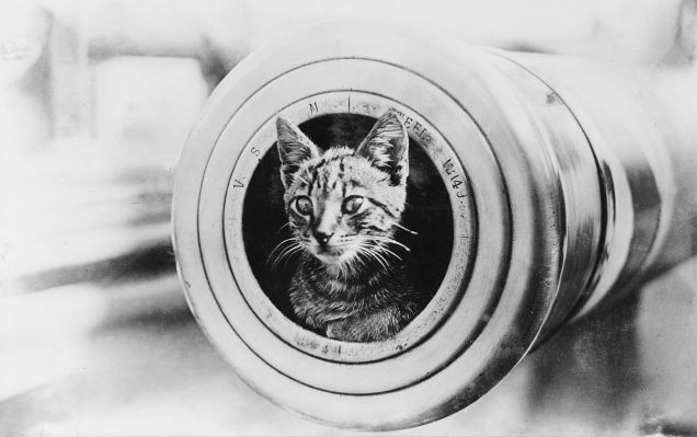 6.) The <em>HMS Encounter's</em> ship cat.