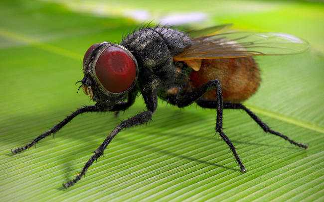 3.) Houseflies actually have a lifespan of 20-30 days and not 24 hours.