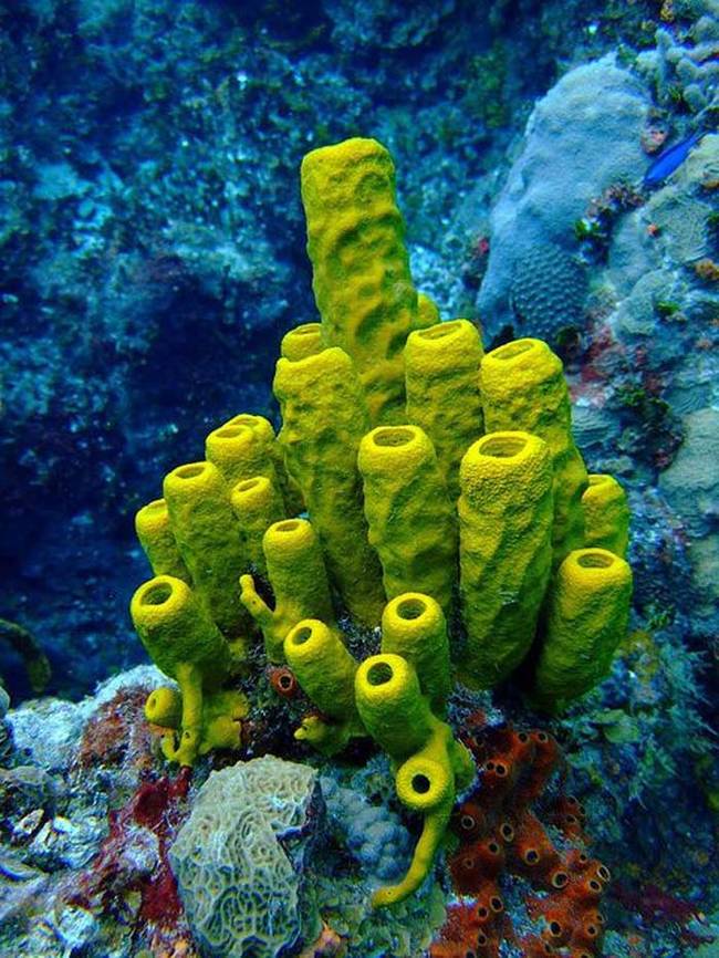 9.) Sea Sponges.