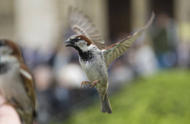 Songbirds insult and even curse each other.