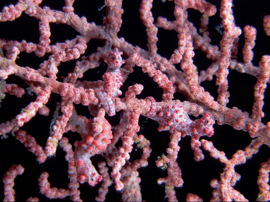 Pygmy Seahorses