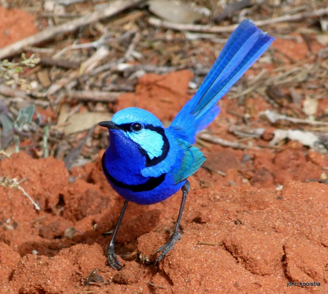 11.) Splendid Fairywren