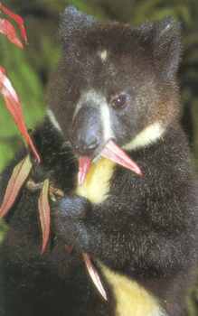 Bondegezou: The Moni people of Western Indonesia dubbed this marsupial the "man of the forests" due to its resembling a small man covered in black and white fur. In 1994, scientists confirmed it as a new species known as dingiso and it's still difficult to catch them in action.