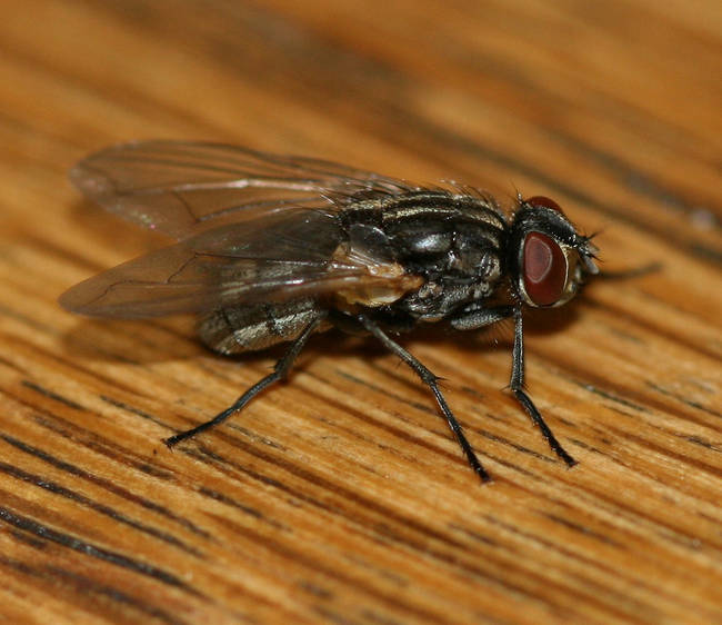 11.) Houseflies always buzz in the key of F.