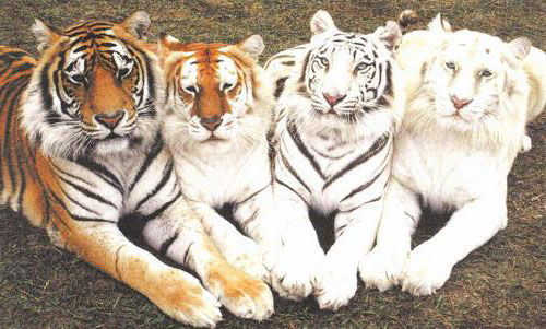 16.) Tiger family with different colorations.