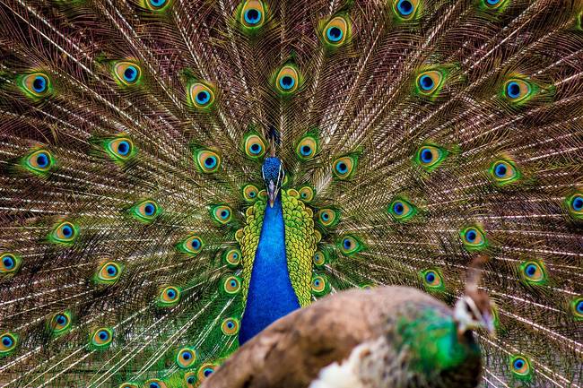 Peacocks