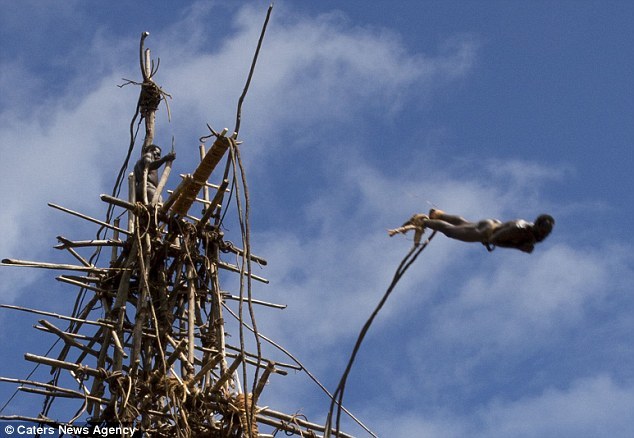 They freefall at almost 40 mph before the vines bring them safely to the ground.