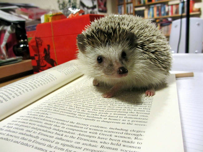 Who needs a highlighter when you have a hedgehog?