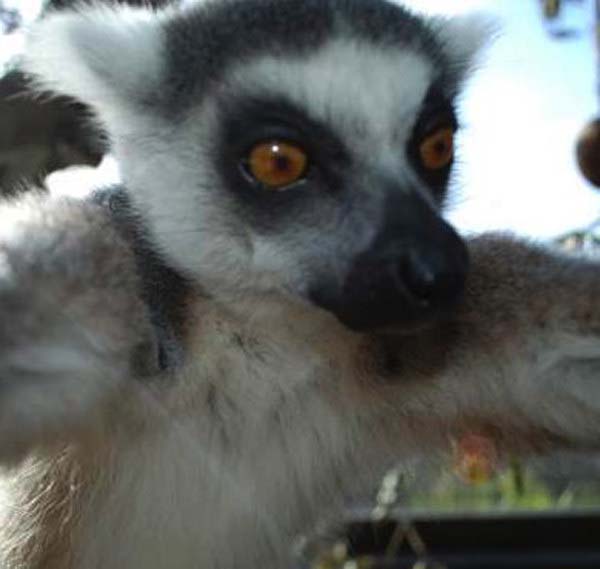 12.) Lemurs take sad selfies.