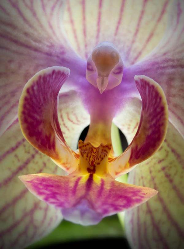 2.) Moth Orchid (Phalaenopsis)