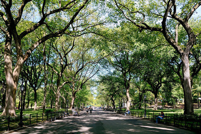 Poet’s Walk - Central Park, New York.