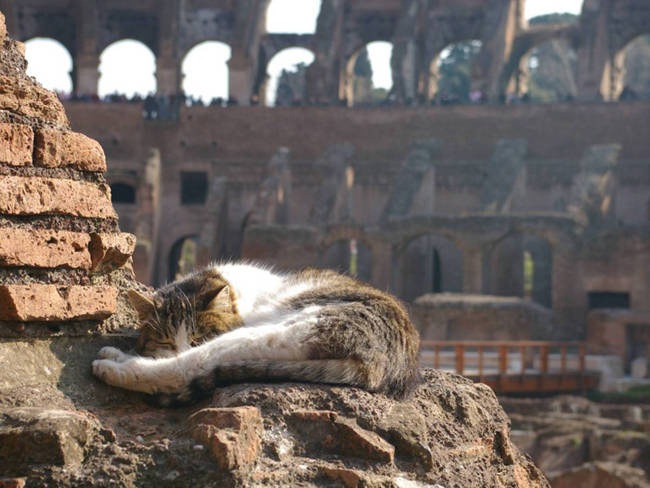 Getting in a quick cat nap at the Colosseum.