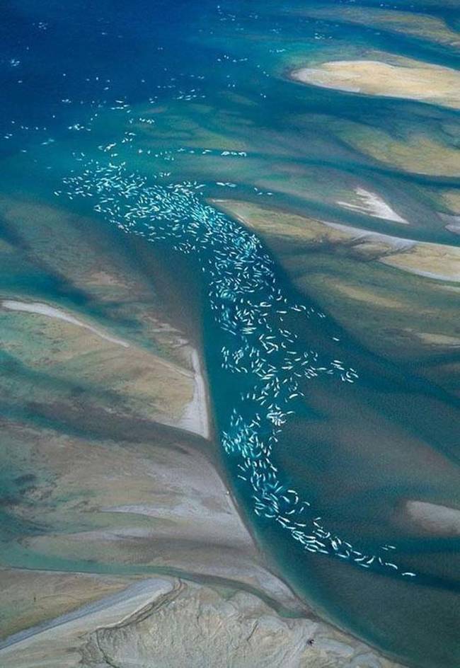 Beluga Whales.